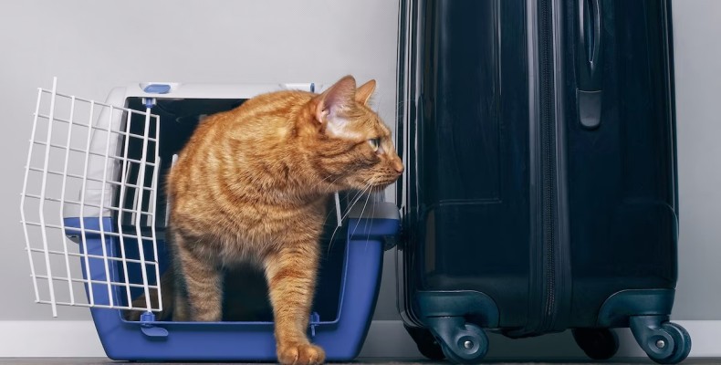 الزامات فنی و ایمنی در حمل حیوانات خانگی با هواپیما