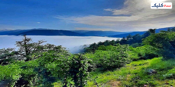 ماه عسل کجا بریم؟ جنگل دالخانی