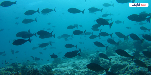 آکواریوم اصفهان کجاست؟