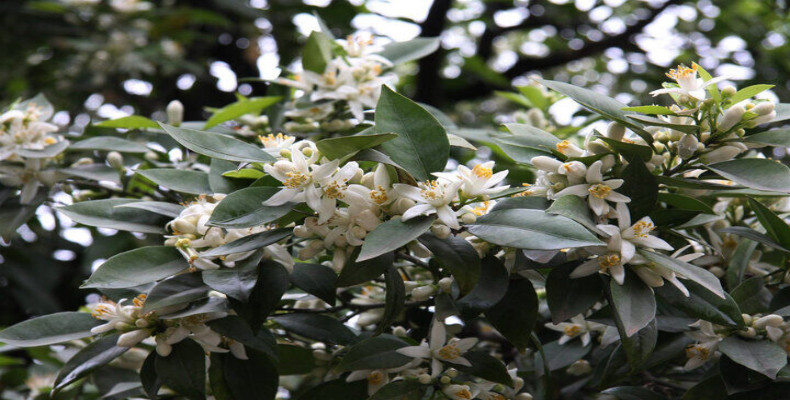 درخت بهار نارنج شیراز