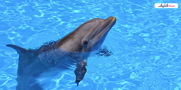 باغ وحش های استانبول