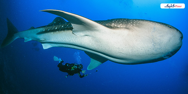 باغ وحش های استانبول