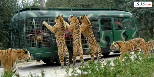 باغ وحش های استانبول