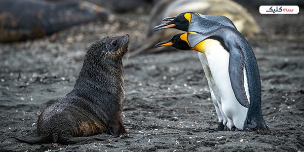 باغ وحش های استانبول