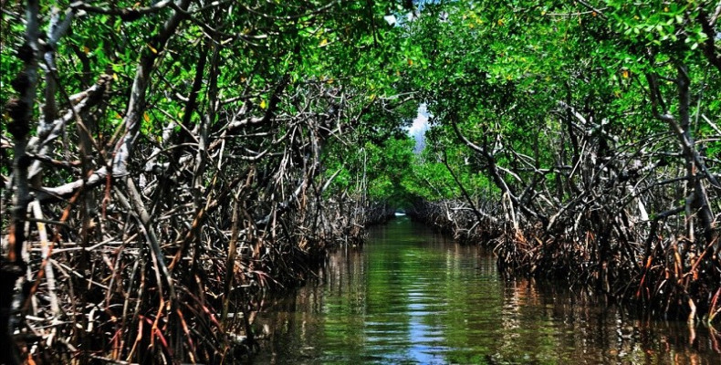 جنگل حرا قشم