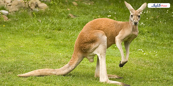 نشان ملی استرالیا 