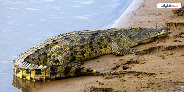 کروکودیل‌ها 