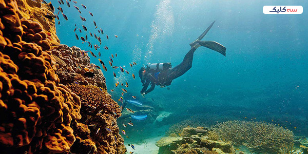 دیواره مرجانی بزرگ