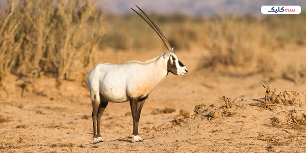 اوریکس عربی؛ حیوان ملی قطر با شاخ‌های بلند و نماد شرکت هواپیمایی قطر ایرویز