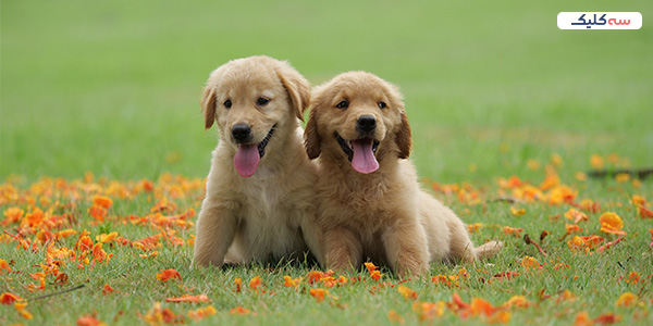 قوانین فرودگاه استانبول و همراه داشتن حیوان خانگی