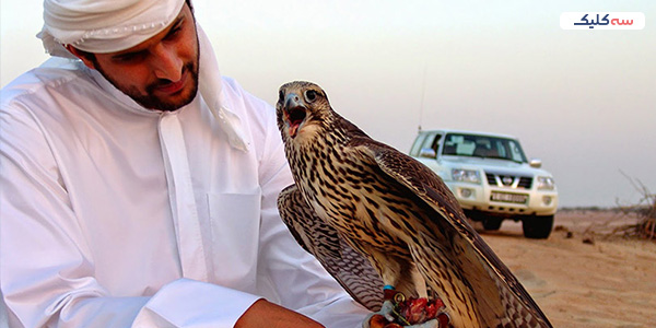 شاهین‌بازی سنتی قطر؛ تفریح اصیل و نماد شجاعت در فرهنگ قطری