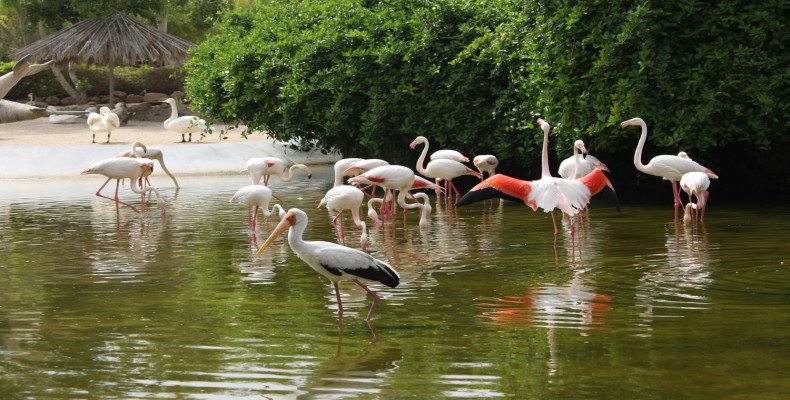 باغ پرندگان بندرعباس