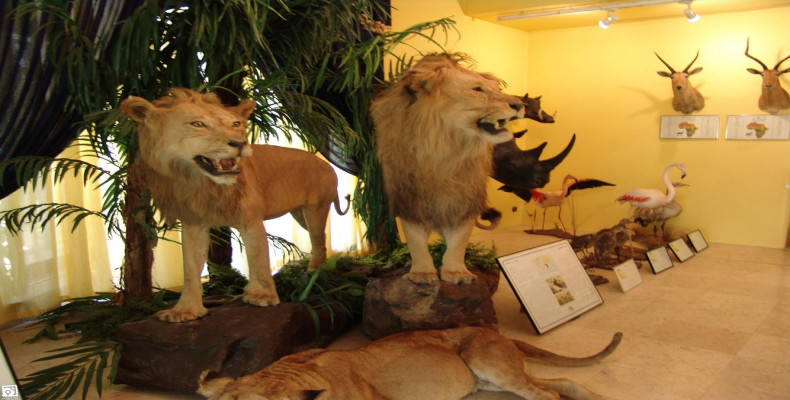 موزه حیات وحش بندرعباس