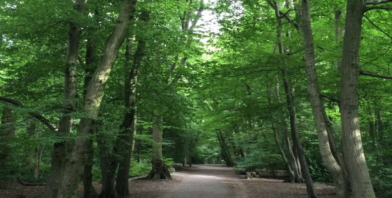 فضای سرسبز هایگیت وود (Highgate Wood) در لندن