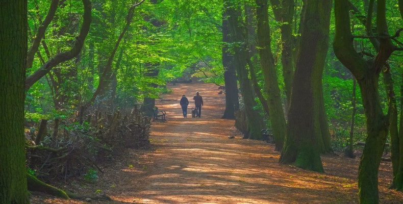 جنگل‌ های لندن