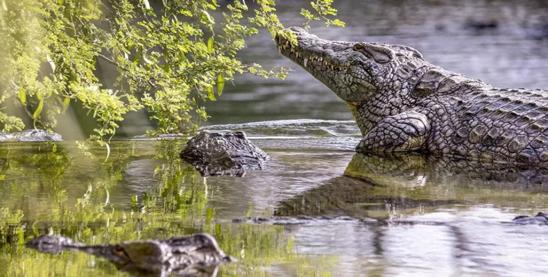 پارک کروکودیل قشم