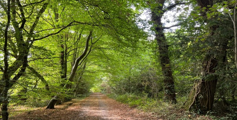 جنگل Ruislip Woods از محبوب ترین جنگل های لندن