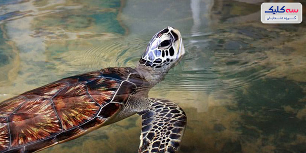 لاک پشت دریایی کوسگودا