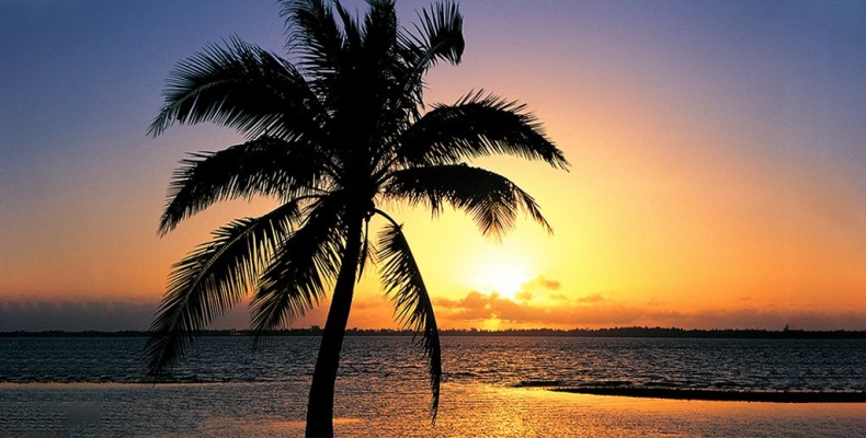 خورشید در جزیره کیش هنگام طلوع از میان نخل‌ها