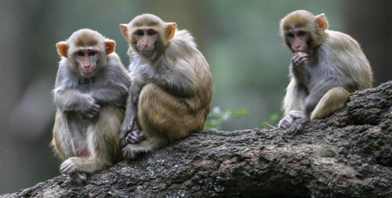 زیره میمون‌ها در کارولینای جنوبی آمریکا