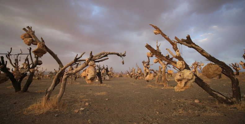 باغ سنگی ؛ سیرجان