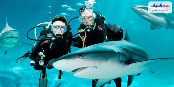 با کوسهها شنا کنید