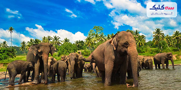 باغ وحش دهیوالا