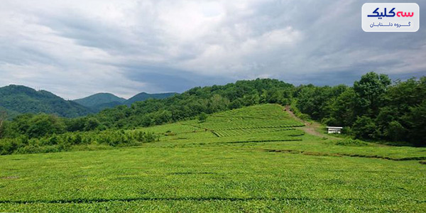 درباره سوچی