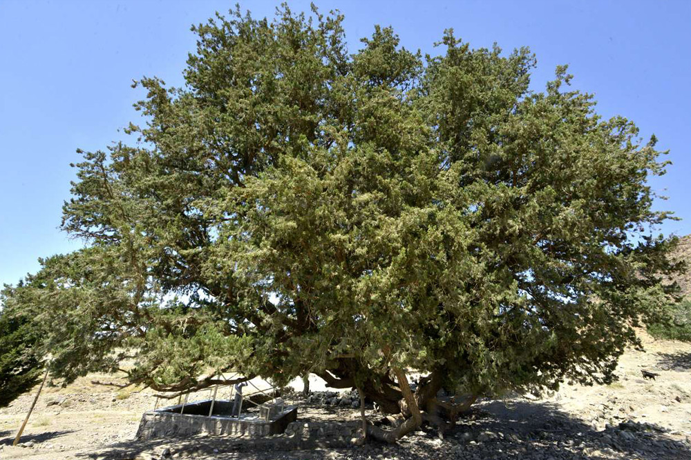 درخت کهنسال را در سفر به چابهار ببینید