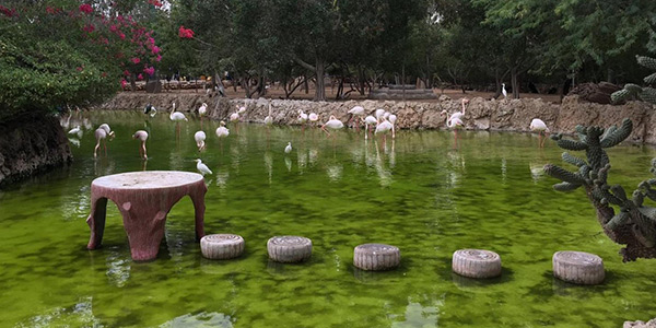 باغ پرندگان کیش