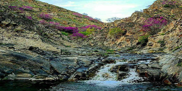 همه چیز درباره دره ارغوان؛ به رنگ زیبایی، به وقت مشهد!