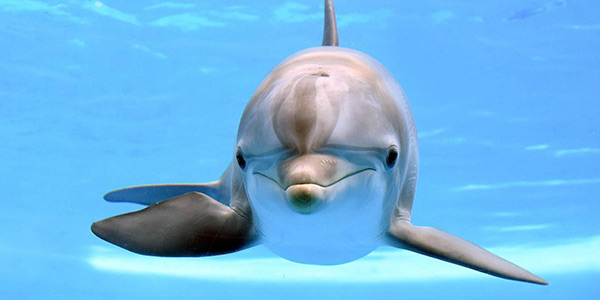 پارک دلفین کیش