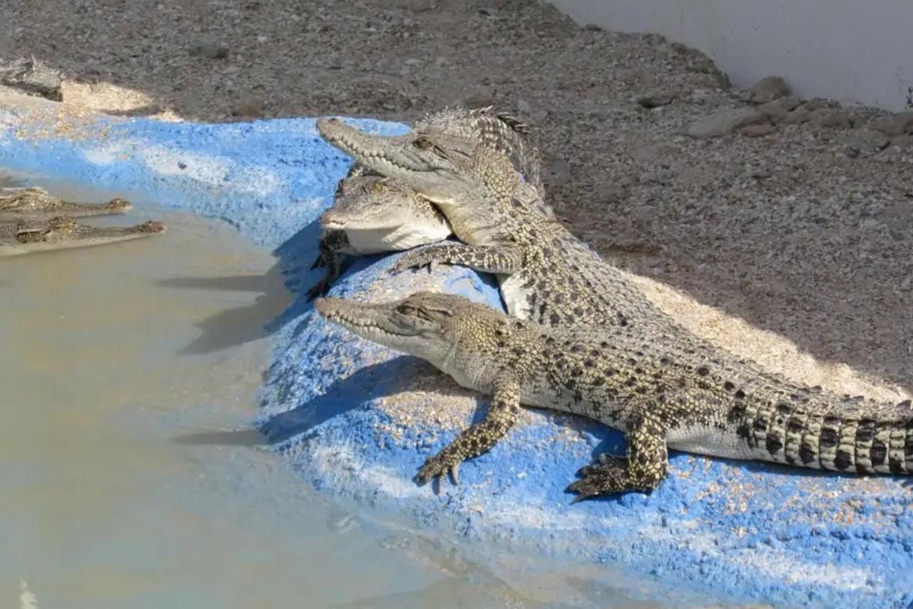 کروکدیل ‌های قشم