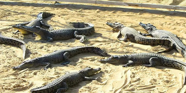 پارک کروکدیل های قشم