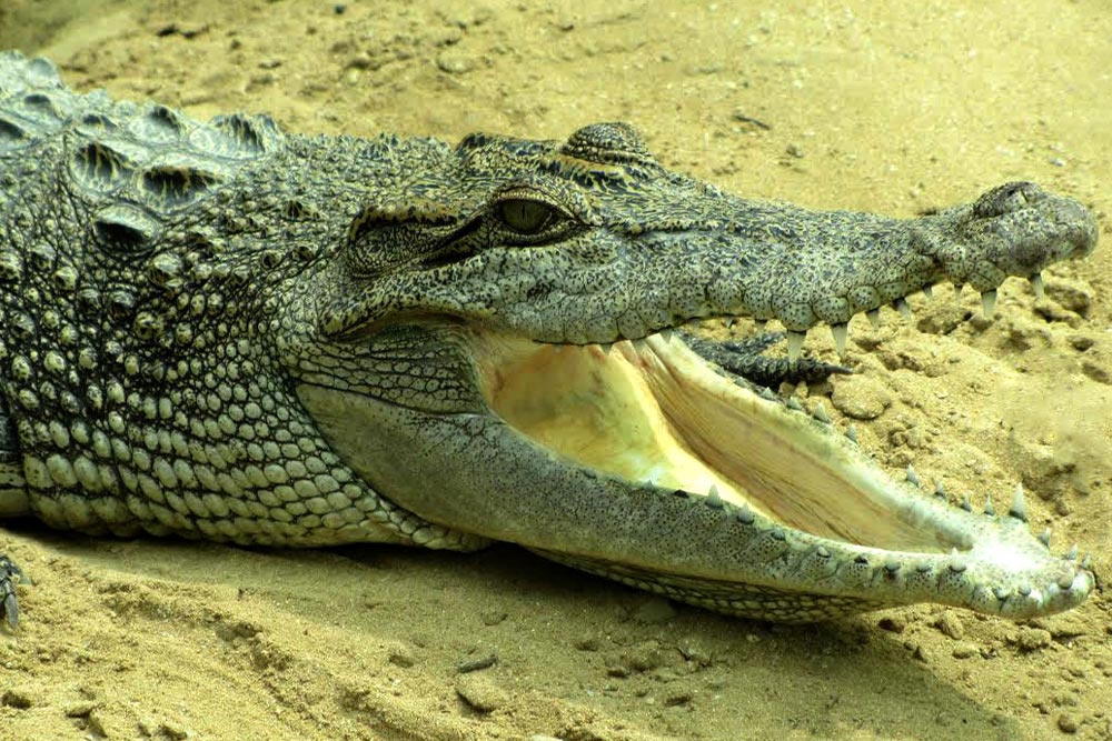 پارک کروکدیل‌های قشم