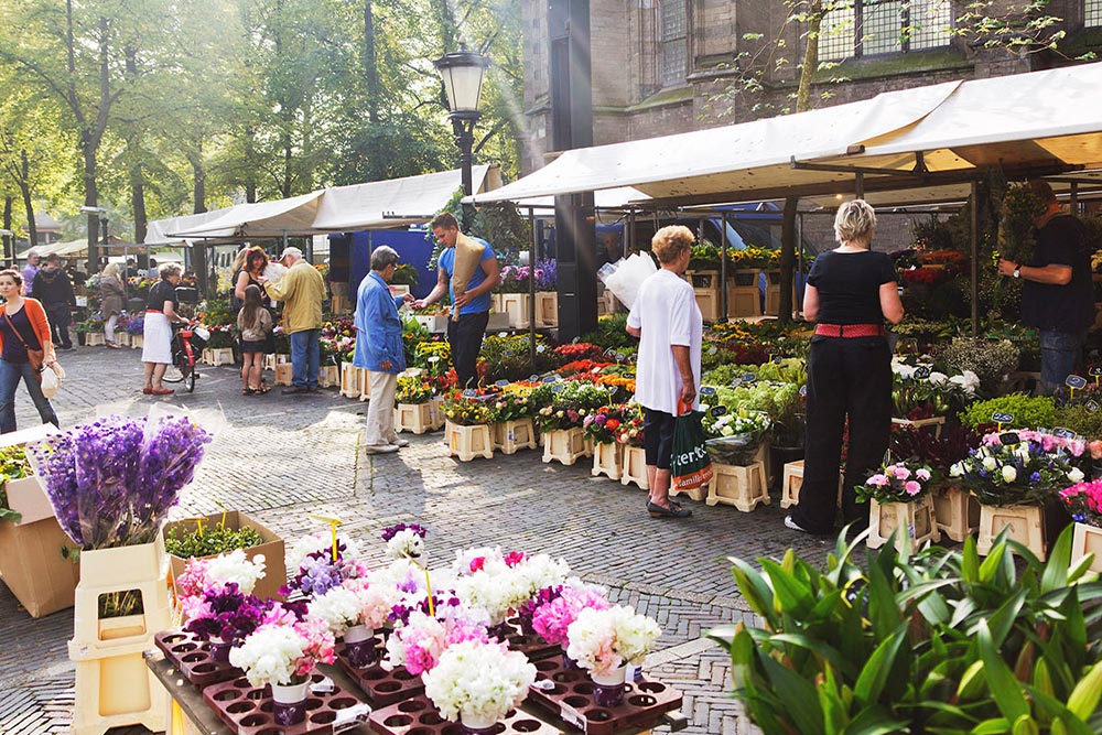 لاله های رنگی و آمستردام