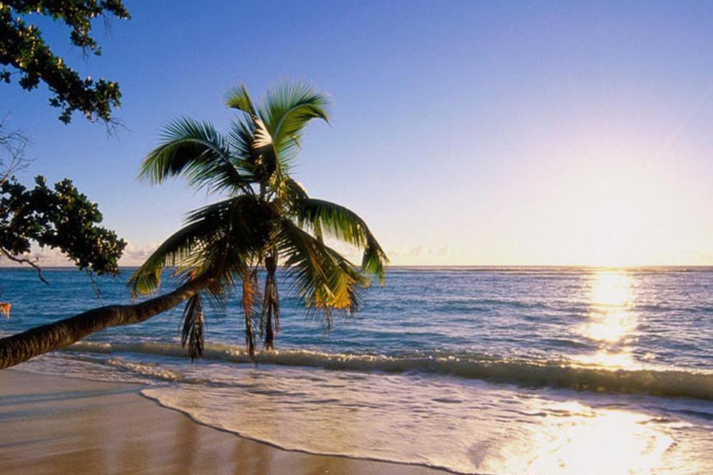 مرکز خرید زیتون کیش