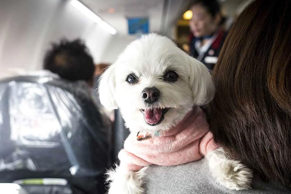 آیا می‌توانم حیوان خانگی خود را همراه داشته باشم؟