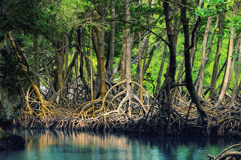 جنگل حرا قشم