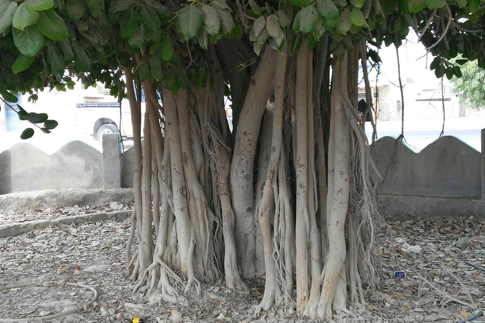 درخت انجیر معابد از جاهای دیدنی قشم