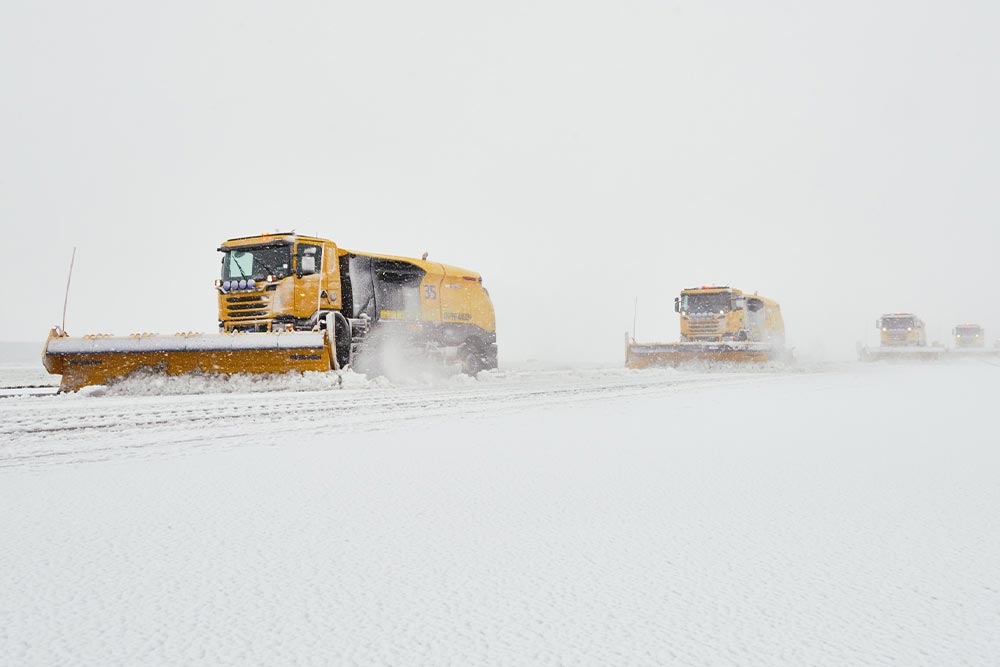 Polar bears at Amsterdam Airport