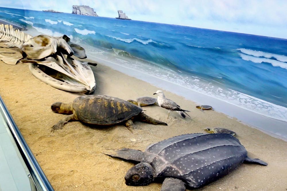 موزه جهانی ژئوپارک قشم