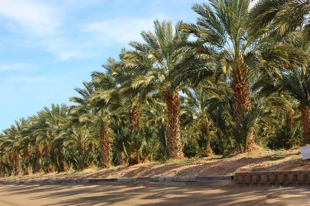 جشن نخل خرما از آداب و رسوم مردم قشم