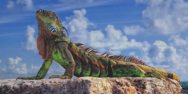 نمایشگاه خزندگان کیش