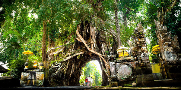 بالی به چی معروفه؟ از بونات بولانگ تا جنگل میمون!