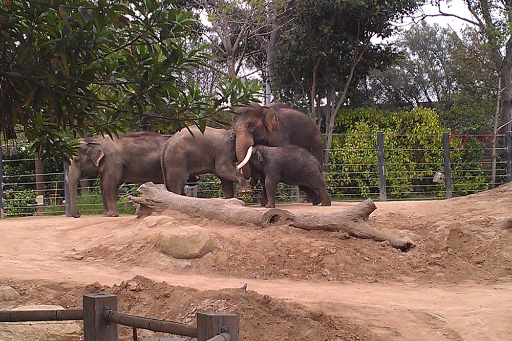 Melbourne Zoo in spring