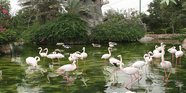 باغ پرندگان مشهد