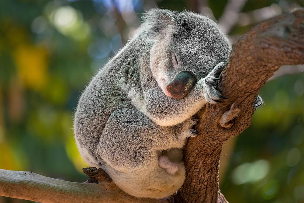 بهترین زمان سفر به استرالیا