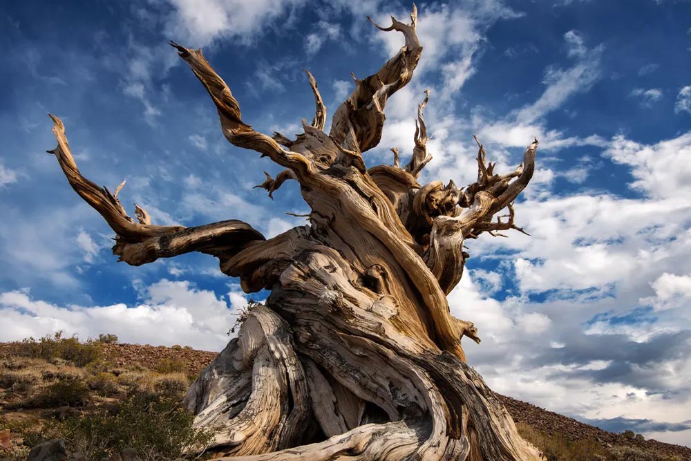 Methuselah tree