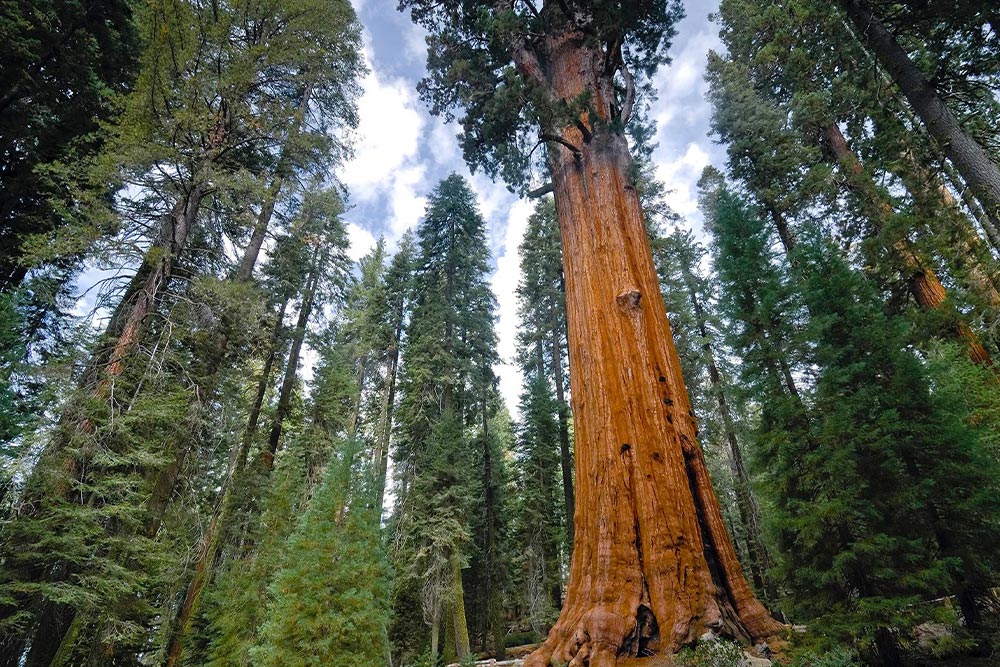 Sequoiadendron giganteum tree